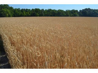 Property photo 34 - 108 +/- Acres Offered in 2 Tracts - Land Auction